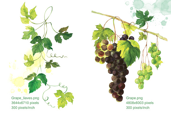Set Watercolor "Grapes" in Illustrations - product preview 3