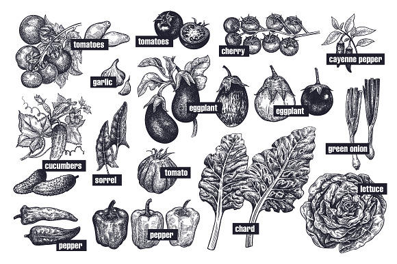 Vegetables and mushrooms. in Illustrations - product preview 3