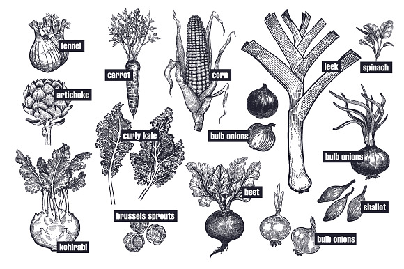 Vegetables and mushrooms. in Illustrations - product preview 4