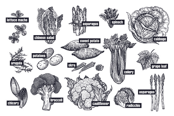 Vegetables and mushrooms. in Illustrations - product preview 5