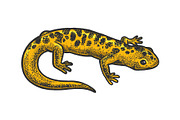 Salamander lizard animal sketch