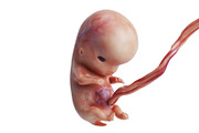 Human embryo fetus unborn