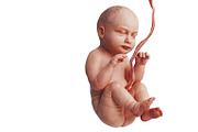 Embryo human fetus unborn baby