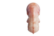 Embryo human unborn fetus, back view