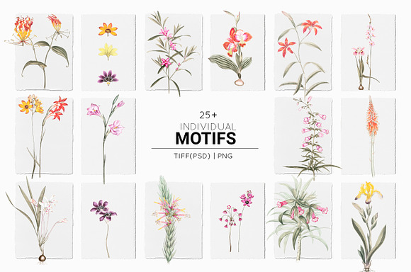 Botanical, Luxury Patterns & Motifs! in Patterns - product preview 7