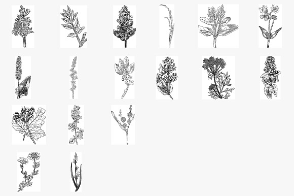 Herbal Photoshop Brushes and Stamps in Add-Ons - product preview 2