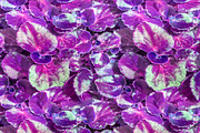 Botanical Violet Motif Pattern