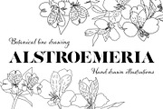Botanical line drawing-ALSTROEMERIA