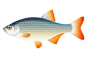 Rudd fish
