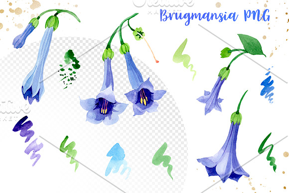 Blue brugmansia flower watercolor in Illustrations - product preview 3