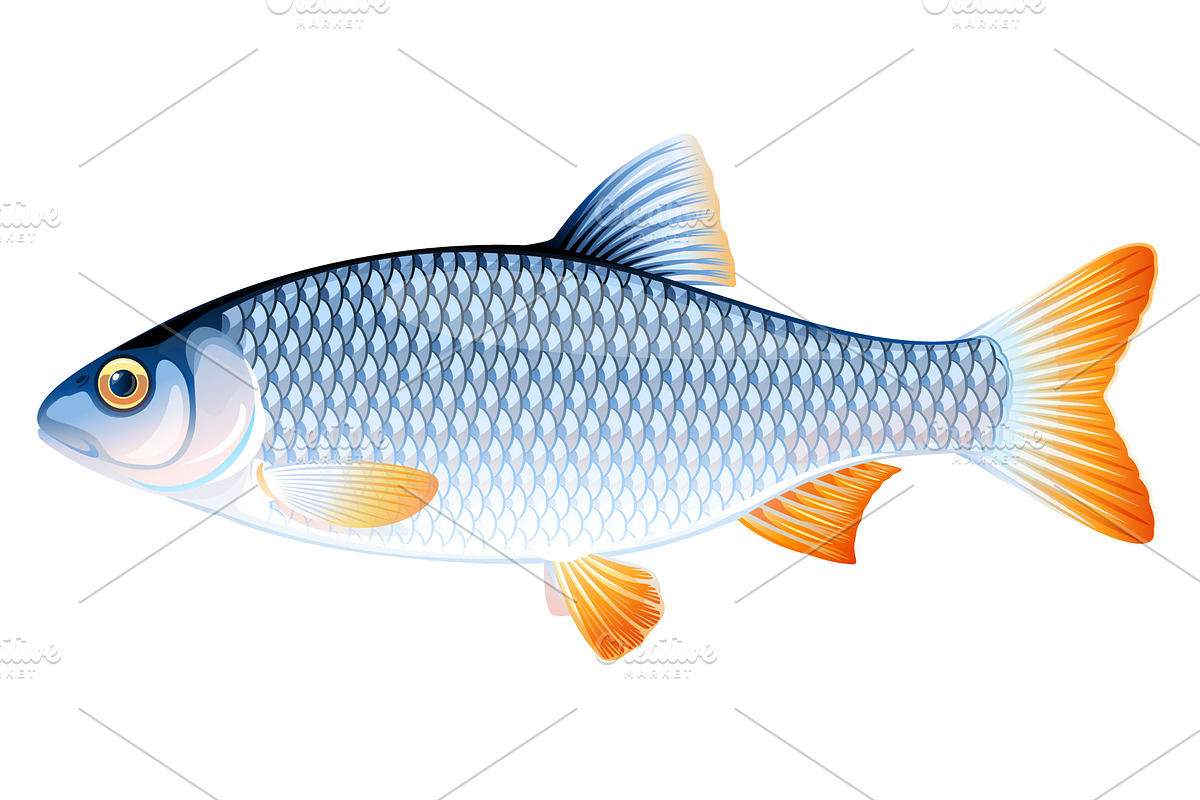 Roach fish in Illustrations - product preview 8