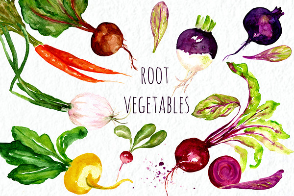 Root vegetables. Watercolor Clipart