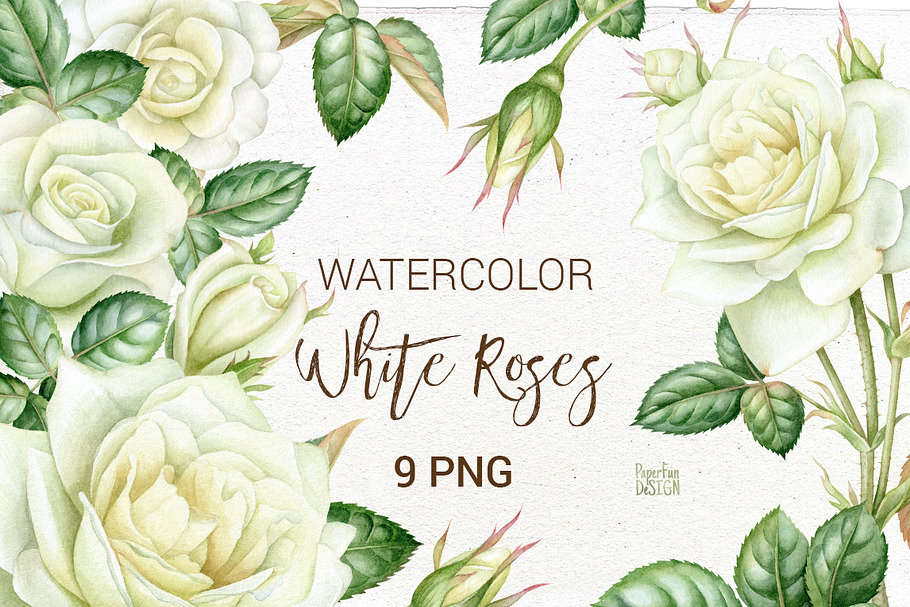 Watercolor white roses clip art.
