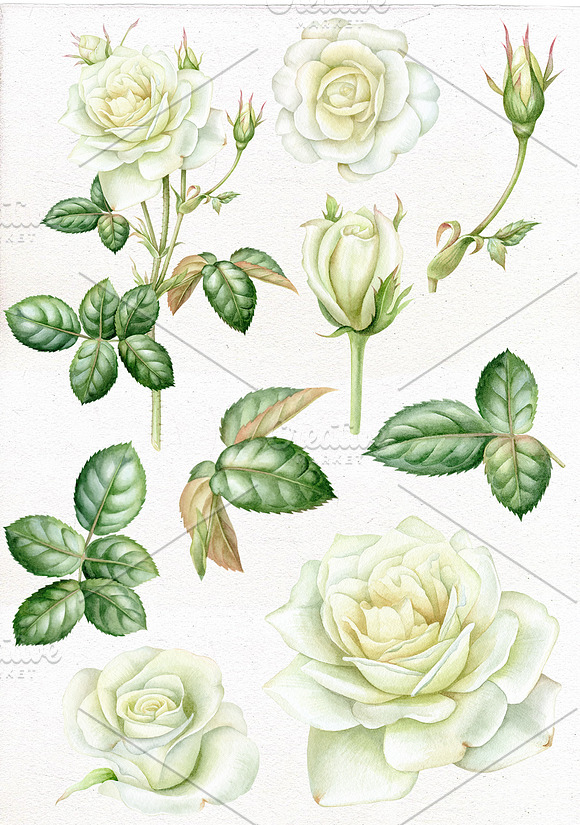 Watercolor white roses clip art. in Illustrations - product preview 1