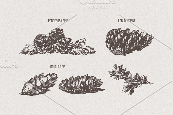 Pine cones + Paper Backgrounds in Illustrations - product preview 1