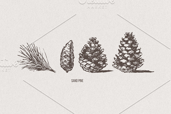 Pine cones + Paper Backgrounds in Illustrations - product preview 2