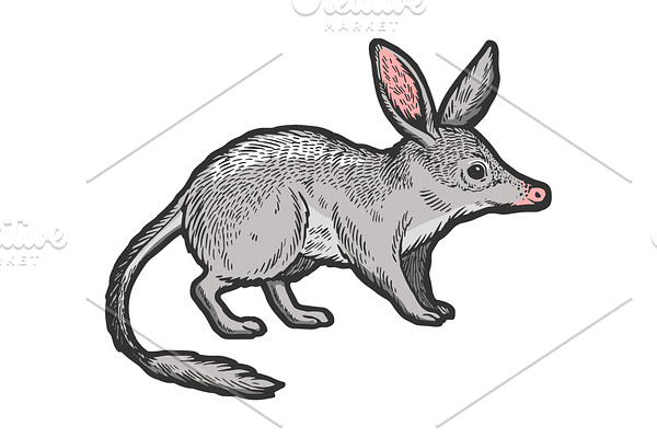 Bandicoot animal sketch engraving
