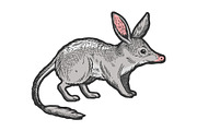 Bandicoot animal sketch engraving