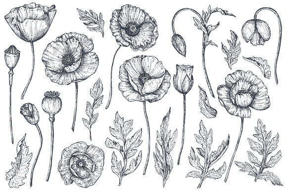 Large bundle of vector flowers in Illustrations - product preview 24
