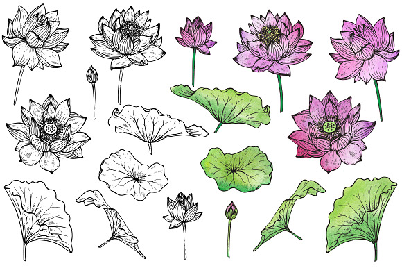 Large bundle of vector flowers in Illustrations - product preview 40