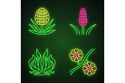 Desert plants neon light icons set