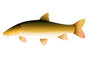 Common barbel fish