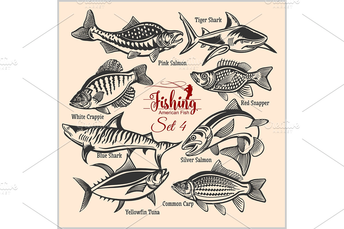 American Fish - vector set 4 for in Illustrations - product preview 8