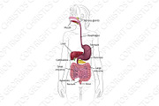 Human Digestive System Woman Anatomy