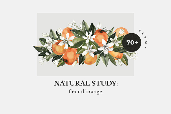 NATURAL STUDY: citrus orange set l in Illustrations - product preview 7
