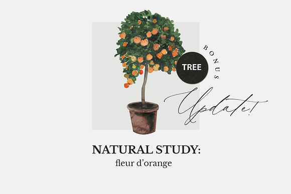 NATURAL STUDY: citrus orange set l in Illustrations - product preview 8