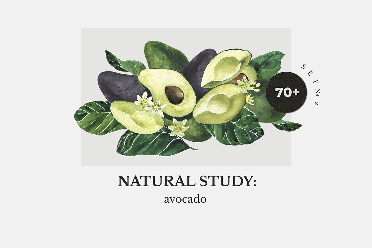 NATURAL STUDY set ll: avocado in Illustrations - product preview 8