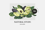 NATURAL STUDY set ll: avocado