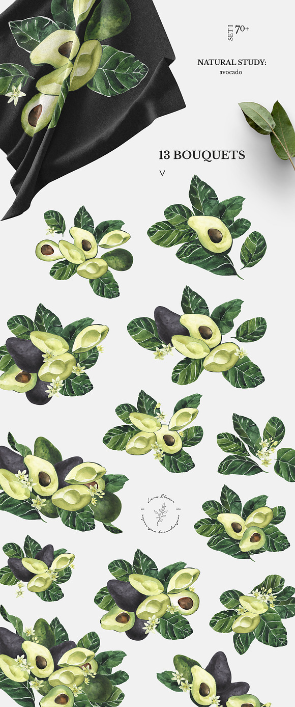NATURAL STUDY set ll: avocado in Illustrations - product preview 1