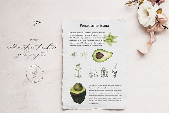 NATURAL STUDY set ll: avocado in Illustrations - product preview 5