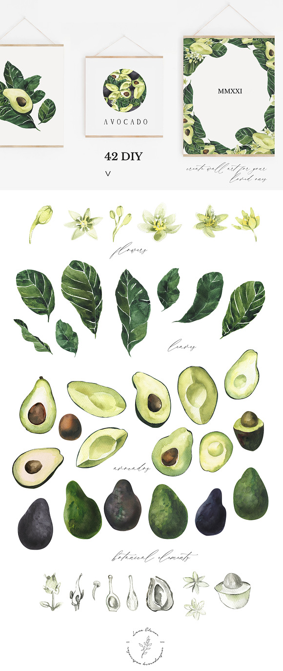 NATURAL STUDY set ll: avocado in Illustrations - product preview 6