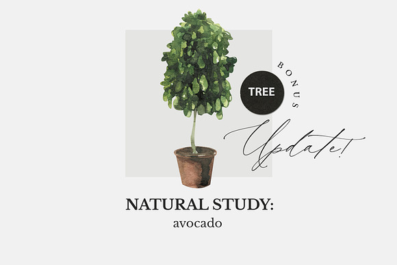 NATURAL STUDY set ll: avocado in Illustrations - product preview 7