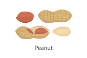 Peanut Vector Illustration in Flat