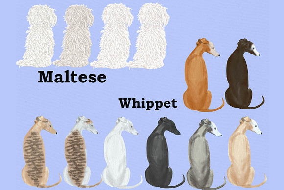 Dog Clipart, Dog breeds, Pet clipart in Illustrations - product preview 5