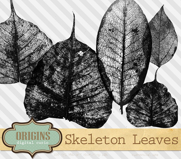 Skeleton Leaves PSD Brushes Clip Art in Photoshop Brushes - product preview 1