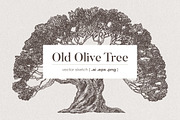 Illustration of an old olive tree