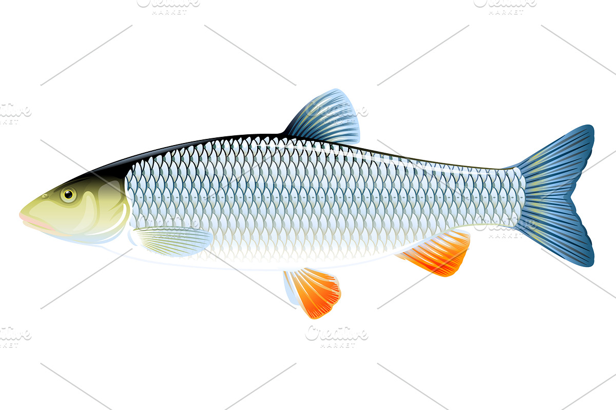 Chub fish in Illustrations - product preview 8