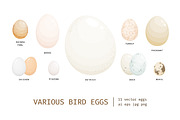 Different birds egg set