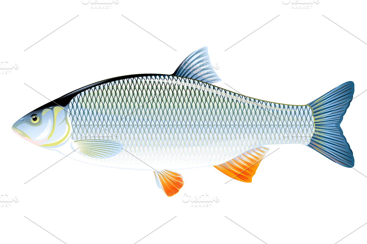 Ide fish in Illustrations - product preview 8