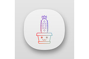 Hedgehog cactus app icon