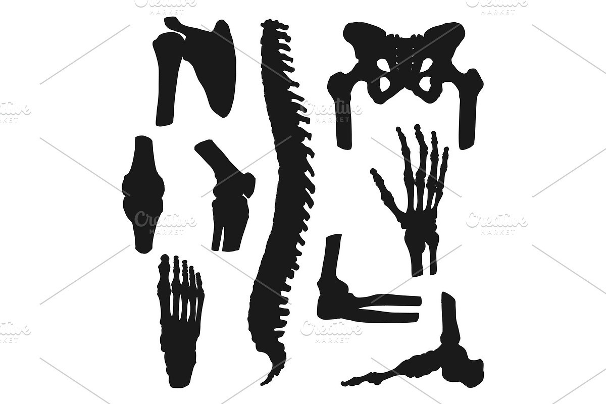 Human bones and joints in Illustrations - product preview 8