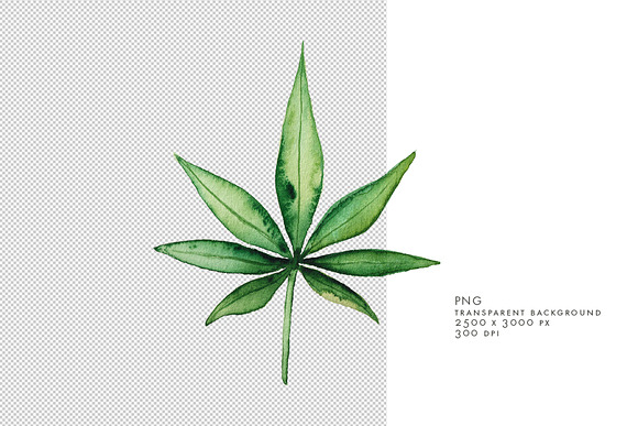 Watercolor Marijuana Leaf in Objects - product preview 1