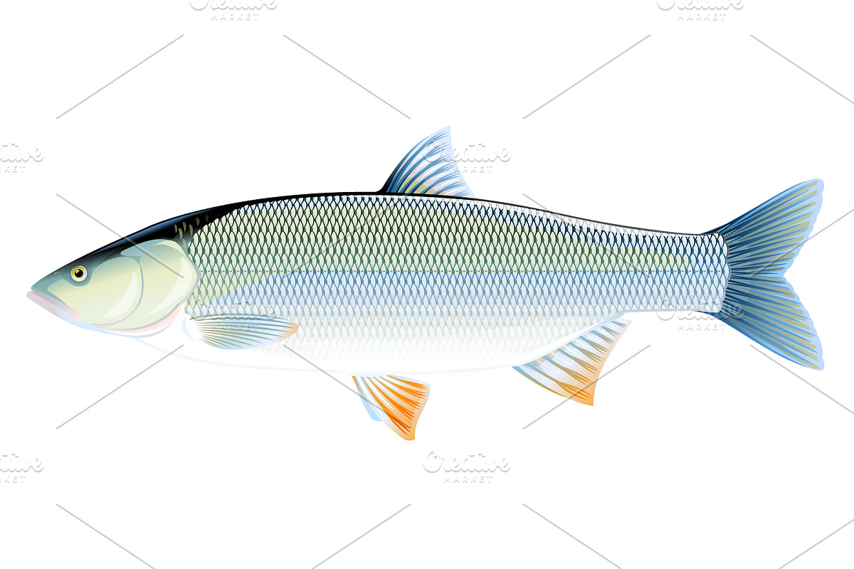 Asp fish in Illustrations - product preview 8