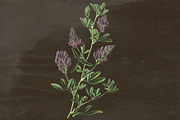 Alfalfa Medicinal Plant Transparent