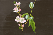 Almond Medicinal Plant Transparent