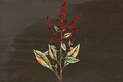 Amaranth Medicinal Plant Transparent